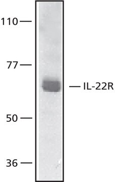 Anti-Interleukin-22 Receptor, C-Terminal antibody produced in rabbit ~0,5&#160;mg/mL, affinity isolated antibody, buffered aqueous solution