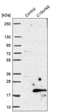 抗-C19orf48 兔抗 Prestige Antibodies&#174; Powered by Atlas Antibodies, affinity isolated antibody, buffered aqueous glycerol solution