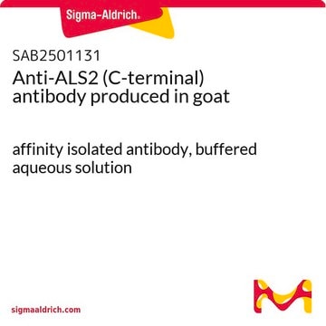 Anti-ALS2 (C-terminal) antibody produced in goat affinity isolated antibody, buffered aqueous solution