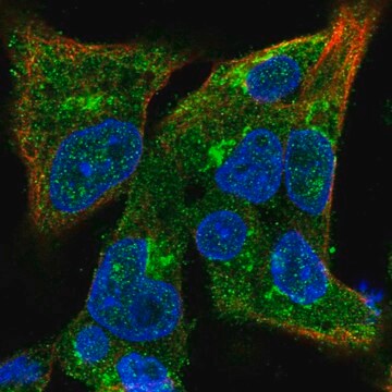 Anti-COG3 antibody produced in rabbit Prestige Antibodies&#174; Powered by Atlas Antibodies, affinity isolated antibody