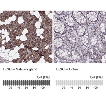 Anti-TESC antibody produced in rabbit Prestige Antibodies&#174; Powered by Atlas Antibodies, affinity isolated antibody, buffered aqueous glycerol solution