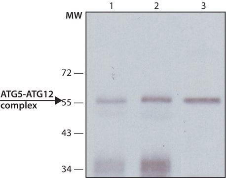 单克隆抗-ATG5 小鼠抗 clone ATG5-18, purified immunoglobulin, buffered aqueous solution