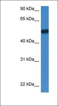 抗BIN1抗体 ウサギ宿主抗体 affinity isolated antibody