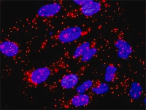 Monoclonal Anti-CACYBP antibody produced in mouse clone 2E3, purified immunoglobulin, buffered aqueous solution