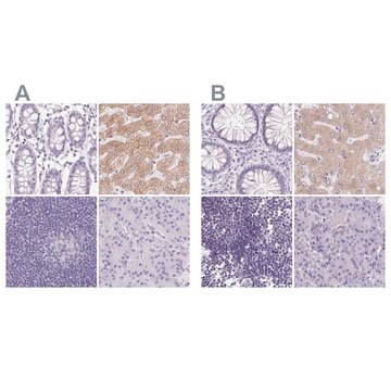 Anti-ASGR2 antibody produced in rabbit Prestige Antibodies&#174; Powered by Atlas Antibodies, affinity isolated antibody, buffered aqueous glycerol solution