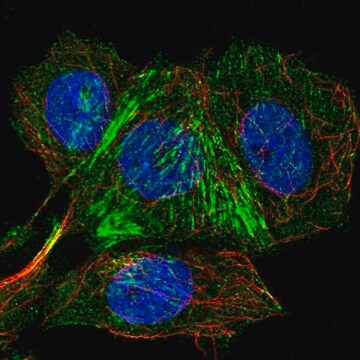 Anti-IFT46 antibody produced in rabbit Prestige Antibodies&#174; Powered by Atlas Antibodies, affinity isolated antibody