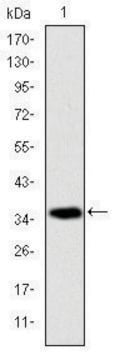 Monoclonal Anti-AIFM1 antibody produced in mouse clone 4E7, ascites fluid