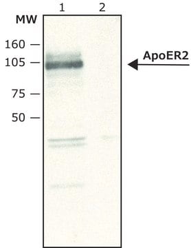 Anti-ApoER2 antibody produced in rabbit affinity isolated antibody, buffered aqueous solution