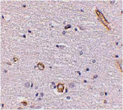 Anti-Syntaphilin Antibody from rabbit, purified by affinity chromatography