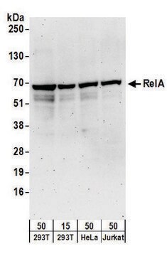 Goat anti-RelA Antibody, Affinity Purified Powered by Bethyl Laboratories, Inc.