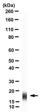 Anti-NPC2 Antibody, clone 13G4 clone 13G4, from mouse