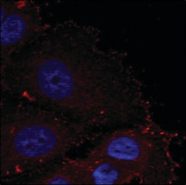 Anti-phospho-PXN (pTyr88) antibody produced in rabbit affinity isolated antibody