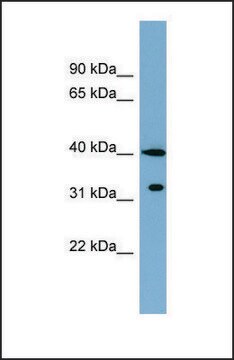 Anti-KCTD9 antibody produced in rabbit affinity isolated antibody