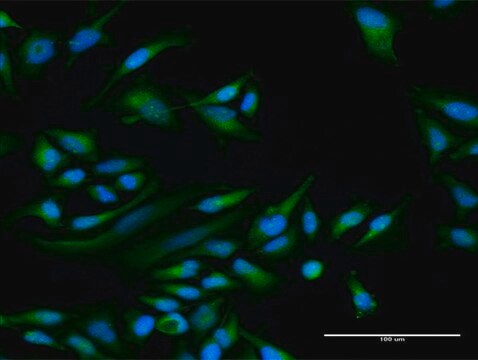 Anti-PPP1R1C antibody produced in rabbit purified immunoglobulin, buffered aqueous solution