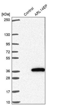 Anti-ARL14EP antibody produced in rabbit Prestige Antibodies&#174; Powered by Atlas Antibodies, affinity isolated antibody, buffered aqueous glycerol solution