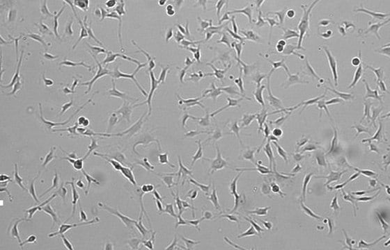 OSUMMER.7 Mouse NRAS-Mutant Melanoma Cell Line