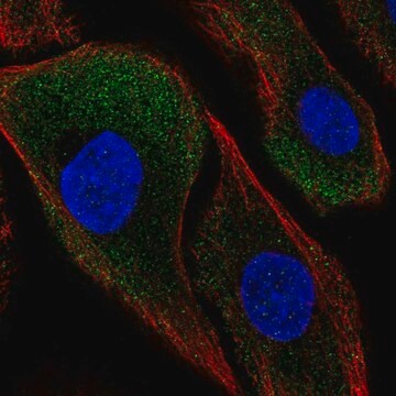 Anti-CAPNS2 antibody produced in rabbit Prestige Antibodies&#174; Powered by Atlas Antibodies, affinity isolated antibody