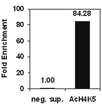 ChIPAb+ Acetyl-Histone H4 (Lys5) - ChIP Validated Antibody and Primer Set, rabbit monoclonal culture supernatant, from rabbit