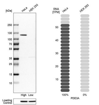 Anti-PDE3A antibody produced in rabbit Prestige Antibodies&#174; Powered by Atlas Antibodies, affinity isolated antibody, buffered aqueous glycerol solution