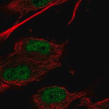 Anti-HOXC9 antibody produced in rabbit Prestige Antibodies&#174; Powered by Atlas Antibodies, affinity isolated antibody