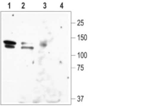 Anti-Potassium Channel EAG-1 Antibody Chemicon&#174;, from rabbit