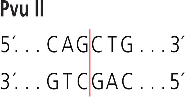 Pvu II from Proteus vulgaris Restriction Enzyme