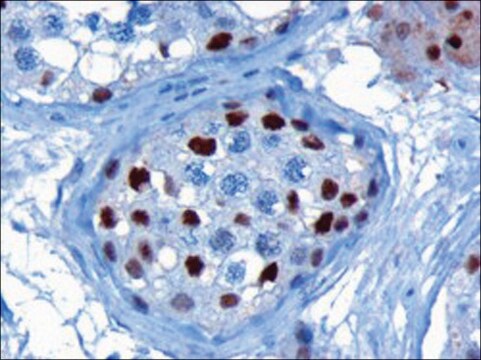 Anti-KPNA4/IPOA3 antibody produced in goat affinity isolated antibody, buffered aqueous solution