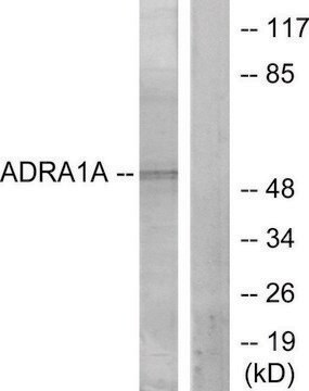 Anti-ADRA1A antibody produced in rabbit affinity isolated antibody