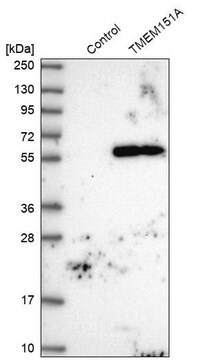 Anti-TMEM151A antibody produced in rabbit Prestige Antibodies&#174; Powered by Atlas Antibodies, affinity isolated antibody, buffered aqueous glycerol solution