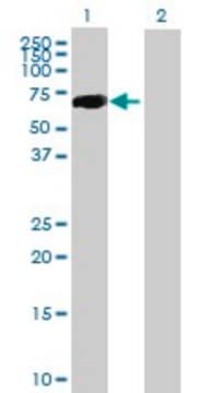 Anti-CRTAM antibody produced in mouse purified immunoglobulin, buffered aqueous solution