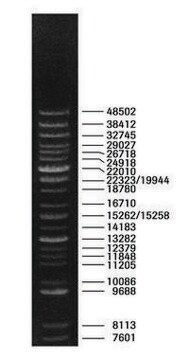 DNA Molecular Weight Marker XV (Expand&#8482; DNA Molecular Weight Marker) pkg of 50&#160;&#956;g (100 &#956;g/ml), solution