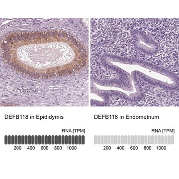 Anti-DEFB118 antibody produced in rabbit Prestige Antibodies&#174; Powered by Atlas Antibodies, affinity isolated antibody, buffered aqueous glycerol solution