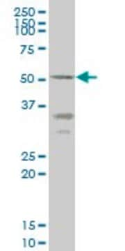 Monoclonal Anti-ENTPD5 antibody produced in mouse clone 4A5, purified immunoglobulin, buffered aqueous solution