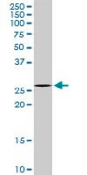 Anti-ICOS antibody produced in rabbit purified immunoglobulin, buffered aqueous solution