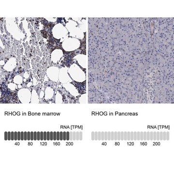 Anti-RHOG antibody produced in rabbit Prestige Antibodies&#174; Powered by Atlas Antibodies, affinity isolated antibody, buffered aqueous glycerol solution