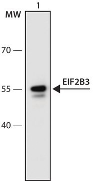 Anti-EIF2B3 (426-440) antibody produced in rabbit IgG fraction of antiserum