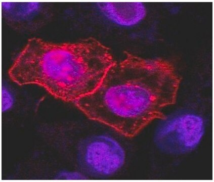 Monoclonal Anti-CD261 antibody produced in mouse clone DR-4-02