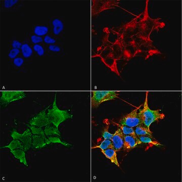 Monoclonal Anti-GABA A Receptor-FITC antibody produced in mouse clone S398A-34