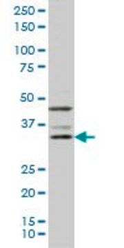 Monoclonal Anti-DKK1 antibody produced in mouse clone 4D4, purified immunoglobulin, buffered aqueous solution