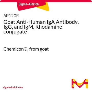 Goat Anti-Human IgA Antibody, IgG, and IgM, Rhodamine conjugate Chemicon&#174;, from goat