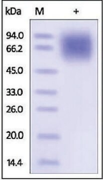 LAMP1/CD107a human recombinant, expressed in HEK 293 cells, &#8805;95% (SDS-PAGE)