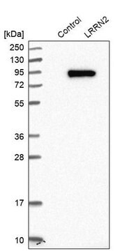 Anti-LRRN2 antibody produced in rabbit Prestige Antibodies&#174; Powered by Atlas Antibodies, affinity isolated antibody, buffered aqueous glycerol solution