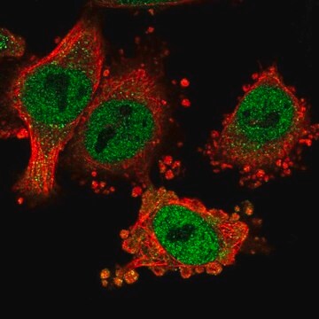 Anti-HMBOX1 antibody produced in rabbit Prestige Antibodies&#174; Powered by Atlas Antibodies, affinity isolated antibody