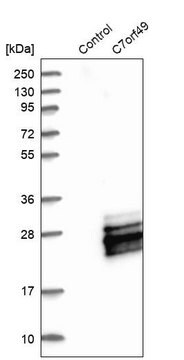 Anti-C7orf49 antibody produced in rabbit Prestige Antibodies&#174; Powered by Atlas Antibodies, affinity isolated antibody, buffered aqueous glycerol solution