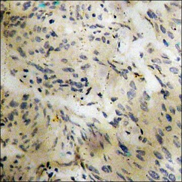 Anti-phospho-Stathmin 1 (pSer24) antibody produced in rabbit affinity isolated antibody