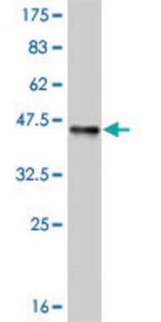 ANTI-ELF3 antibody produced in mouse clone 2G9, purified immunoglobulin, buffered aqueous solution