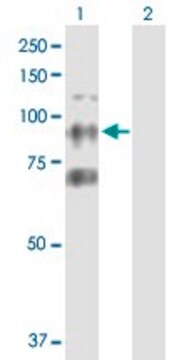 Anti-CTAGE6 antibody produced in mouse IgG fraction of antiserum, buffered aqueous solution