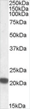 Anti-FTH1 antibody produced in goat affinity isolated antibody, buffered aqueous solution