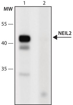 Anti-NEIL2 (106-120) antibody produced in rabbit IgG fraction of antiserum