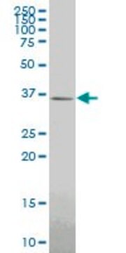 Monoclonal Anti-GBX2 antibody produced in mouse clone 4B11, purified immunoglobulin, buffered aqueous solution